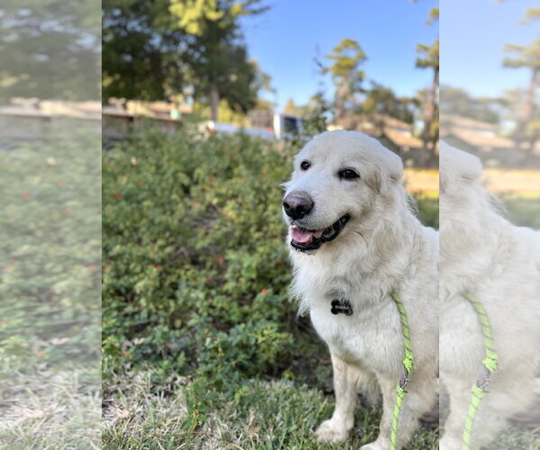 Medium Photo #5 Great Pyrenees Puppy For Sale in Spring, TX, USA