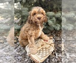 Small #2 Cockapoo