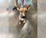 Small Catahoula Leopard Dog Mix