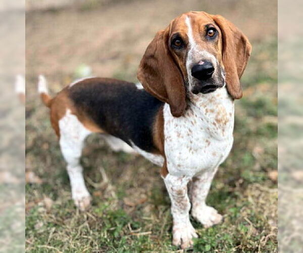 Medium Photo #3 Bagle Hound Puppy For Sale in Deepwater, NJ, USA