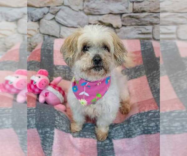 Medium Photo #5 Shih Tzu-Unknown Mix Puppy For Sale in Kennesaw, GA, USA