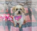 Small #4 Shih Tzu Mix
