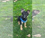 Small Photo #2 German Shepherd Dog Puppy For Sale in West Sacramento, CA, USA