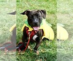 Small Photo #2 Basset Hound-Labrador Retriever Mix Puppy For Sale in Greenbelt, MD, USA