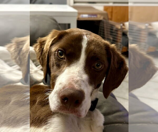 Medium Photo #2 Brittany-Unknown Mix Puppy For Sale in Curwensville, PA, USA