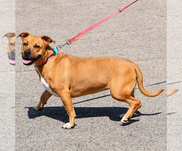 Medium Photo #2 American Staffordshire Terrier-Basset Hound Mix Puppy For Sale in Huntley, IL, USA