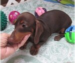 Small #6 Dachshund