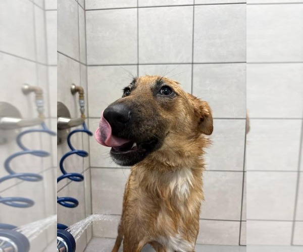 Medium Photo #3 German Shepherd Dog Puppy For Sale in Evansville, IN, USA