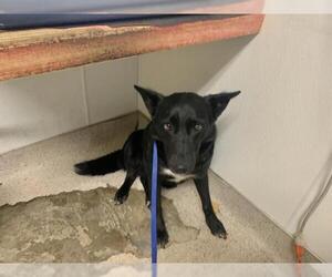 Border Collie Dogs for adoption in Bakersfield, CA, USA