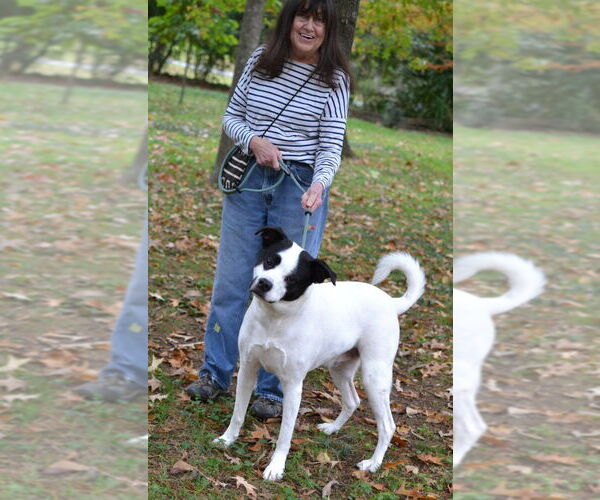 Medium Photo #4 Labrador Retriever-Unknown Mix Puppy For Sale in Germanton, TN, USA
