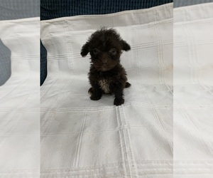 Old English Sheepdog-Poodle (Toy) Mix Puppy for sale in MORGANTON, NC, USA