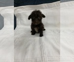 Small Old English Sheepdog-Poodle (Toy) Mix