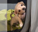 Small #2 Pug Mix