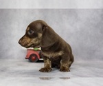 Small Photo #4 Dachshund Puppy For Sale in BRADFORD, TN, USA