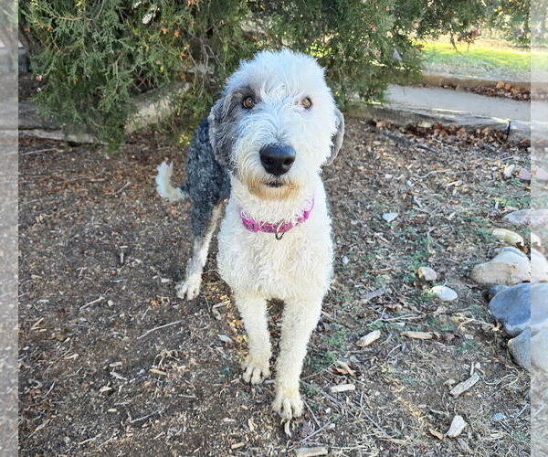 Medium Photo #3 Old English Sheepdog Puppy For Sale in Albuquerque, NM, USA