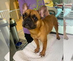 Small French Bulldog