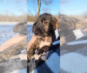 Irish Wolfhound Puppy for sale in RIVES JUNCTION, MI, USA