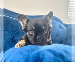Small Photo #13 French Bulldog Puppy For Sale in BEVERLY HILLS, CA, USA