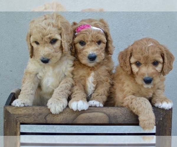 Medium Photo #1 Goldendoodle-Poodle (Miniature) Mix Puppy For Sale in SARATOGA SPRINGS, UT, USA