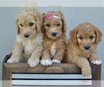 Small Photo #1 Goldendoodle-Poodle (Miniature) Mix Puppy For Sale in SARATOGA SPRINGS, UT, USA