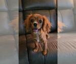 Small #3 Cavalier King Charles Spaniel