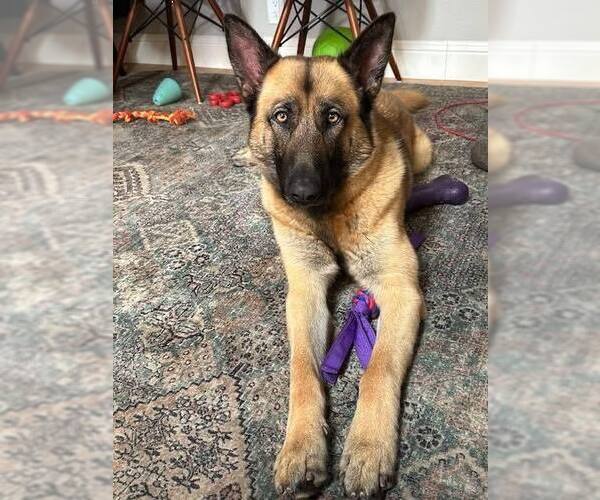 Medium Photo #4 German Shepherd Dog-Unknown Mix Puppy For Sale in Imlay City, MI, USA