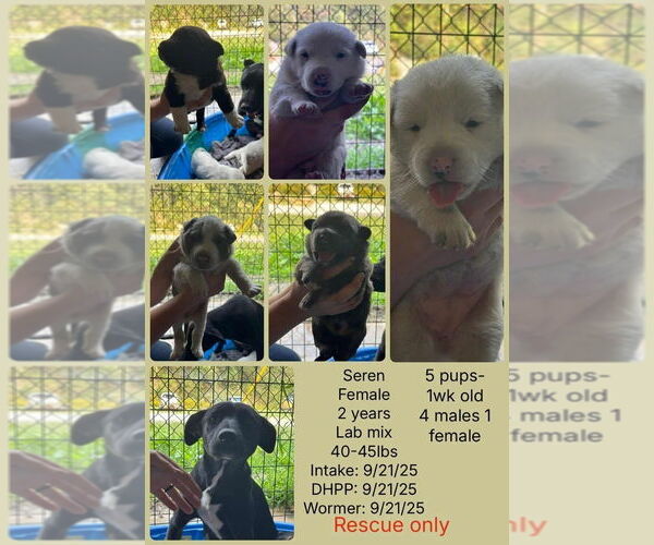 Medium Photo #4 Labrador Retriever-Unknown Mix Puppy For Sale in Aurora, IN, USA