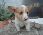 Small Photo #6 Pembroke Welsh Corgi Puppy For Sale in HONEY BROOK, PA, USA