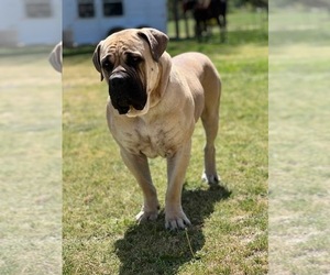 Father of the Boerboel puppies born on 12/12/2025