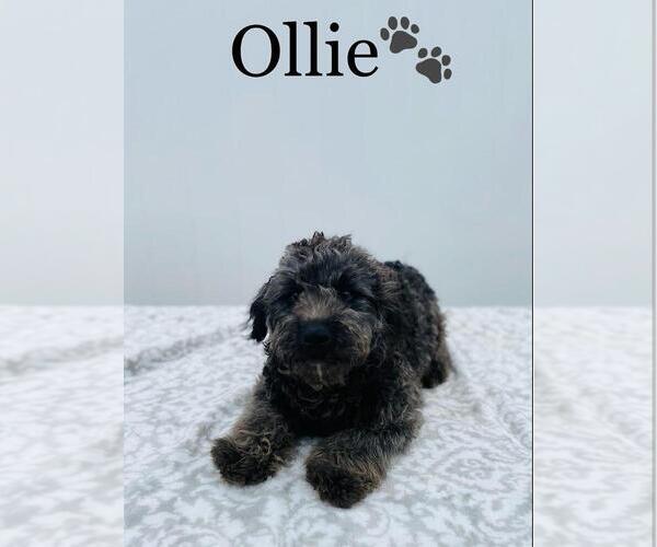 Medium Photo #1 Miniature Bernedoodle Puppy For Sale in ALGOOD, TN, USA
