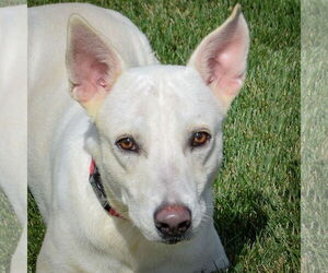 German Shepherd Dog-Huskies  Mix Dogs for adoption in Huntley, IL, USA