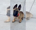 Small #2 German Shepherd Dog Mix