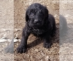 Small Photo #7 Labradoodle Puppy For Sale in JACKSON, MN, USA