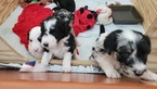 Small Photo #8 Aussiedoodle Puppy For Sale in MIDDLETOWN, DE, USA