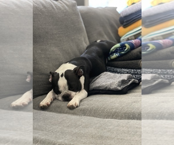 Medium Photo #1 Boston Terrier Puppy For Sale in OGDEN, UT, USA