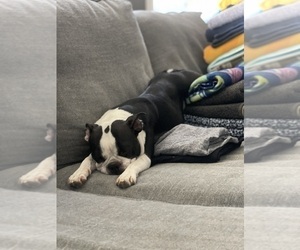 Mother of the Boston Terrier puppies born on 07/09/2025