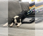 Small Photo #1 Boston Terrier Puppy For Sale in OGDEN, UT, USA
