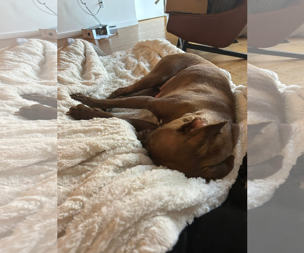 Medium Photo #2 American Pit Bull Terrier-Unknown Mix Puppy For Sale in Chandler, AZ, USA