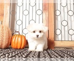 Small #2 Havanese