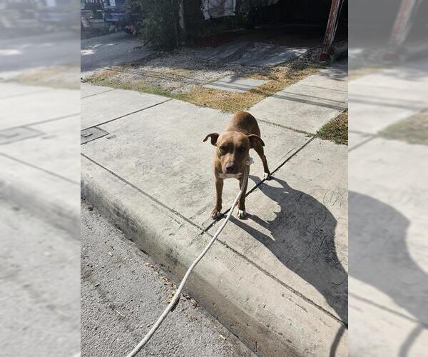 Medium Photo #1 American Staffordshire Terrier-Unknown Mix Puppy For Sale in San Antonio, TX, USA