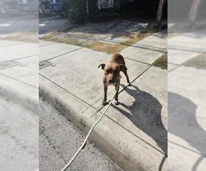 American Staffordshire Terrier-Unknown Mix Dogs for adoption in San Antonio, TX, USA