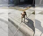 Small American Staffordshire Terrier Mix
