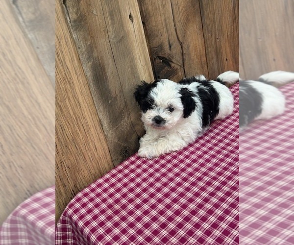 Medium Photo #7 Zuchon Puppy For Sale in DRY RIDGE, KY, USA