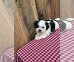 Small Photo #7 Zuchon Puppy For Sale in DRY RIDGE, KY, USA