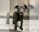 Small American Pit Bull Terrier-Labrador Retriever Mix