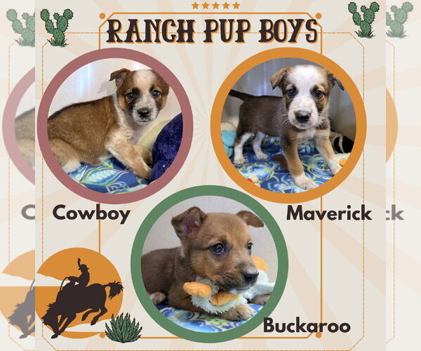 Medium Photo #1 Mutt Puppy For Sale in Lindsay, CA, USA