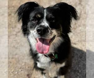 Australian Shepherd-Unknown Mix Dogs for adoption in Houston, TX, USA