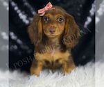 Puppy Madison ACA Dachshund