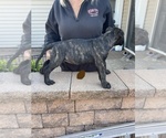 Small Photo #35 Presa Canario Puppy For Sale in LEVITTOWN, PA, USA