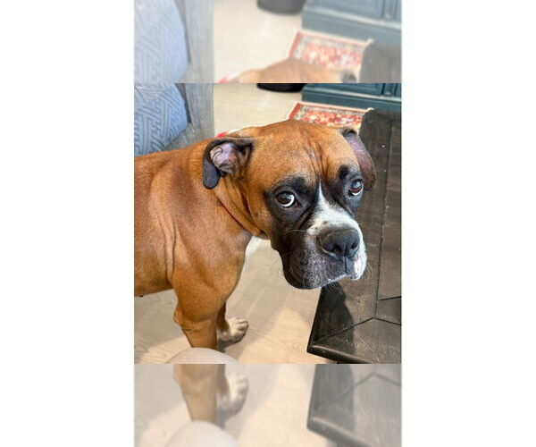 Medium Photo #2 Boxer Puppy For Sale in Austin, TX, USA